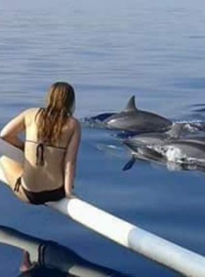 Bali Dolphins Tour
