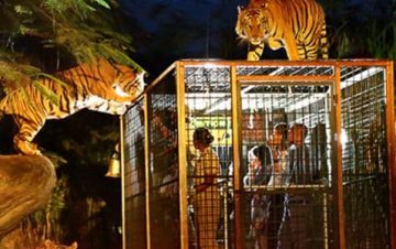 Night Safari